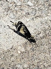 Papilio zelicaon