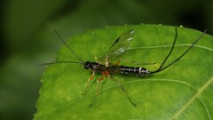 Rhyssella nitida