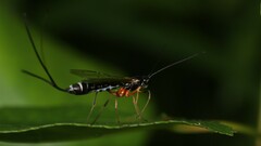 Rhyssella nitida