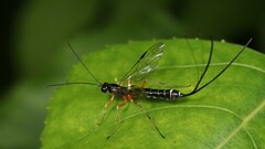 Rhyssella nitida