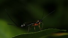 Rhyssella nitida