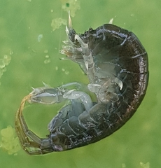 Dikerogammarus