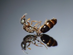Temnothorax nigriceps
