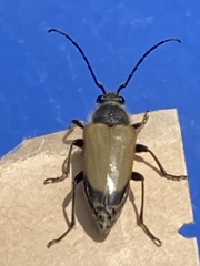 Trigonarthris proxima