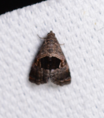 Tripudia rectangula
