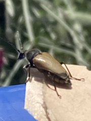 Trigonarthris proxima