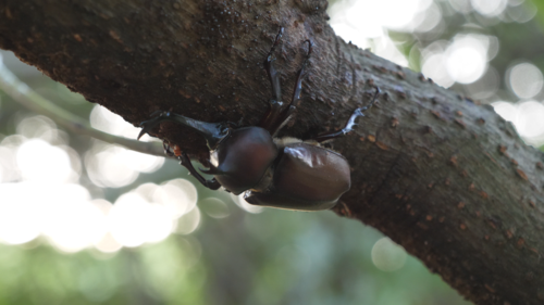Japanese Rhinoceros Beetle photo 4
