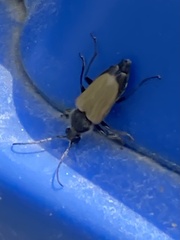 Trigonarthris proxima