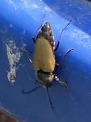 Trigonarthris proxima