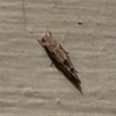 Mompha brevivittella