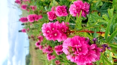 Sidalcea hendersonii