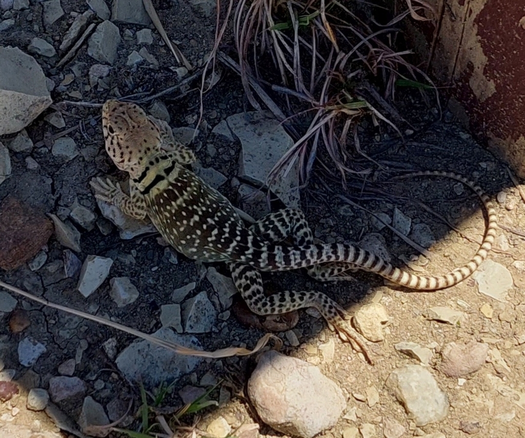 Eastern Collared Lizard from Muleshoe, TX 79347, USA on July 10, 2022 ...