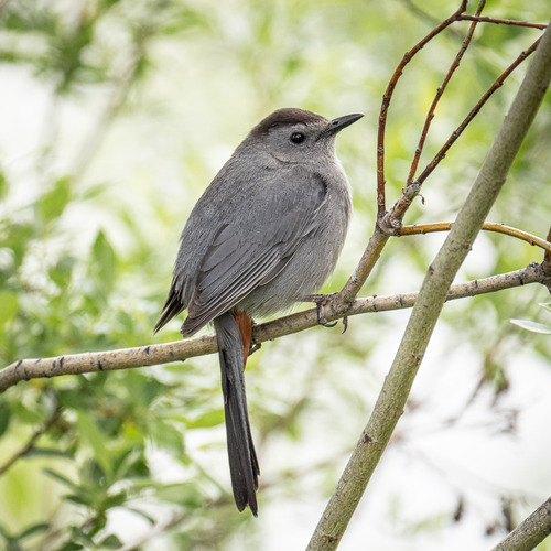 Gray Catbird photographed in Montana