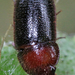 Pseudomorpha excrucians - Photo (c) Kimberly R Fleming, some rights reserved (CC BY-NC), uploaded by Kimberly R Fleming