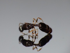 Temnothorax nigriceps