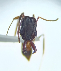 Odontomachus ruginodis