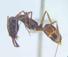 Odontomachus ruginodis