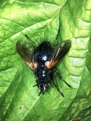 Zophomyia temula