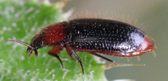 Pseudomorpha excrucians