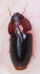 Pseudomorpha excrucians