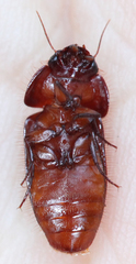 Pseudomorpha excrucians