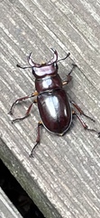 Lucanus