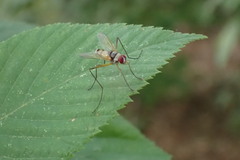 Cholomyia