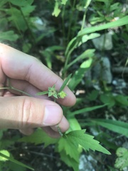 Geum virginianum