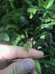 Geum virginianum