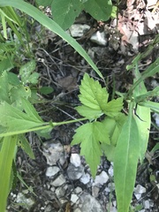Geum virginianum