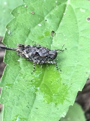 Paratettix mexicanus