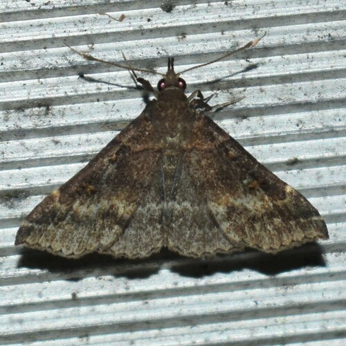 Sociable Renia Moth photo 2