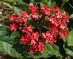 Clerodendrum splendens