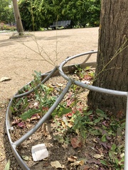 Epilobium brachycarpum