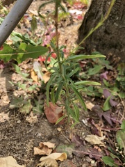 Epilobium brachycarpum