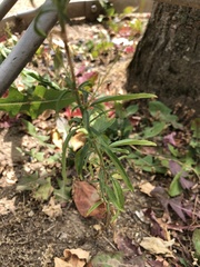 Epilobium brachycarpum
