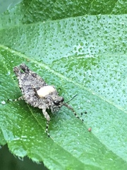 Paratettix mexicanus