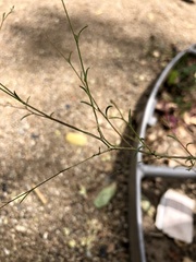 Epilobium brachycarpum