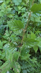 Rubus tricolor