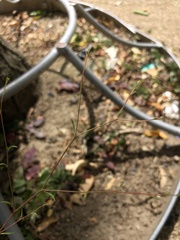 Epilobium brachycarpum