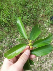 Frangula caroliniana