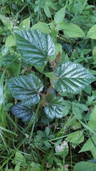 Rubus tricolor