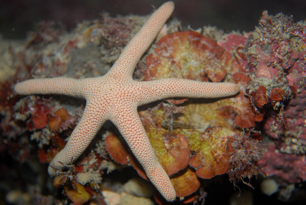 Troughton's Sea Star