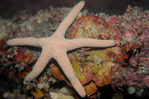 Pseudonepanthia troughtoni