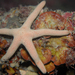 Troughton's Sea Star - Photo (c) David Spencer Muirhead, some rights reserved (CC BY-NC), uploaded by David Spencer Muirhead