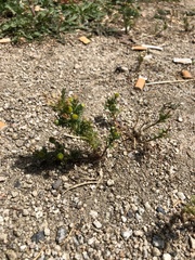 Matricaria discoidea