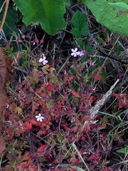 Geranium robertianum