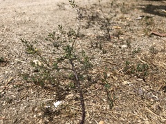 Lepidium ruderale