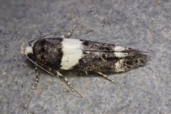 Recurvaria leucatella