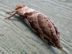 Sthenopis purpurascens